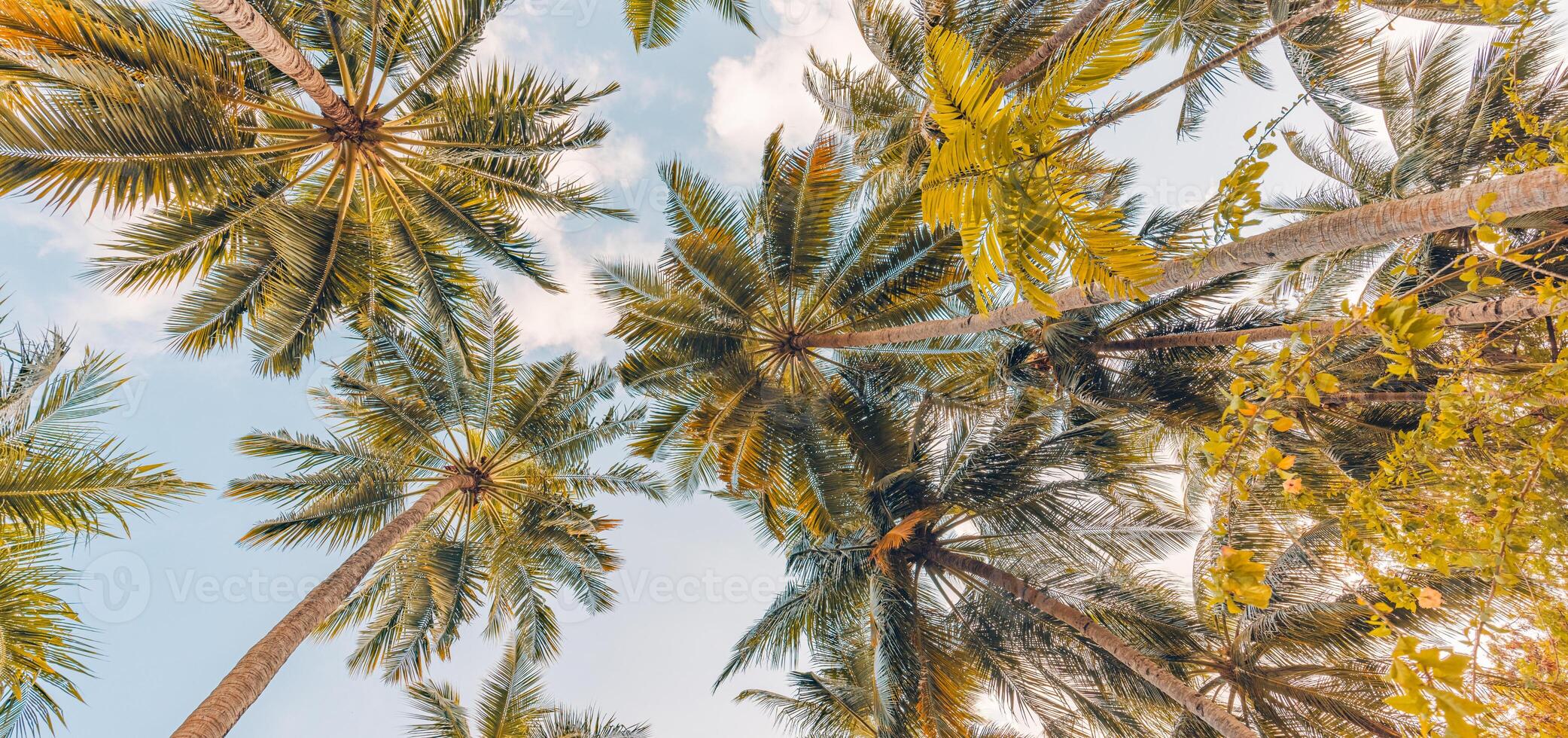 vibraciones románticas de palmera tropical con luz solar en el fondo del cielo. follaje exótico al aire libre, paisaje natural de primer plano. palmeras de coco y sol brillante sobre un cielo brillante. verano primavera naturaleza foto