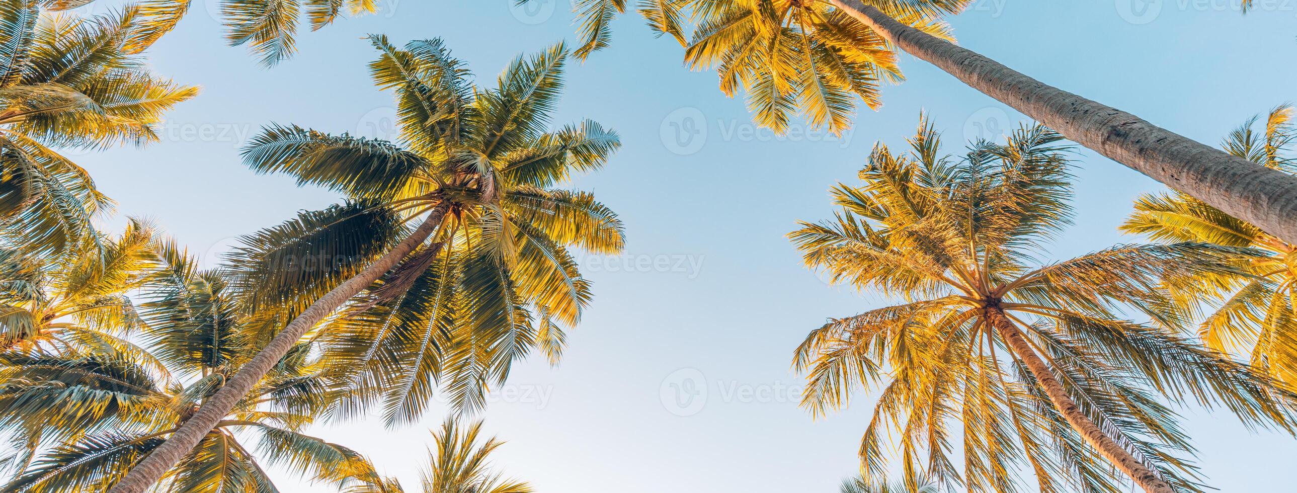 Summer vacation banner. Romantic vibes of tropical palm tree sunlight on sky background. Outdoor sunset exotic foliage closeup nature landscape. Coconut palm trees shining sun over bright sky panorama photo