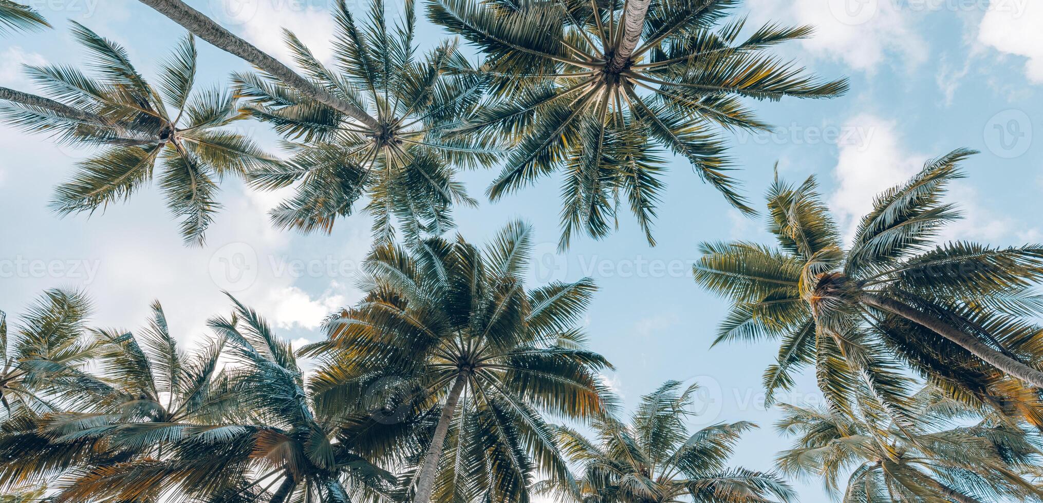 Summer beach background palm trees against blue sky banner panorama, travel destination. Tropical beach background with palm trees silhouette at sunset. Vintage effect. Meditation peaceful nature view photo