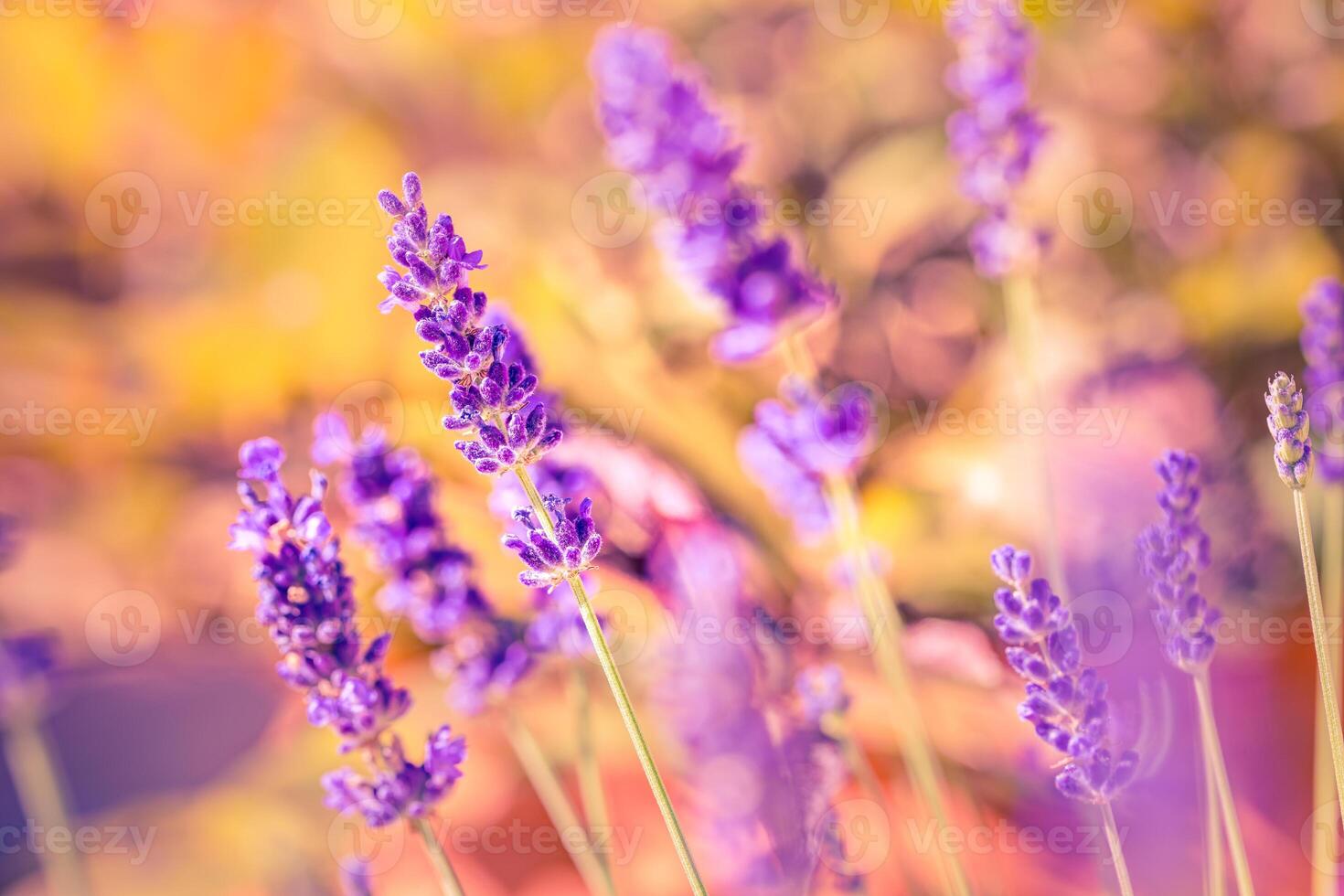 Wonderful closeup floral panorama. Amazing summer blurred landscape of blooming lavender flowers, peaceful sunset view, agriculture scenic. Beautiful nature dreamy background, inspire happy meditation photo