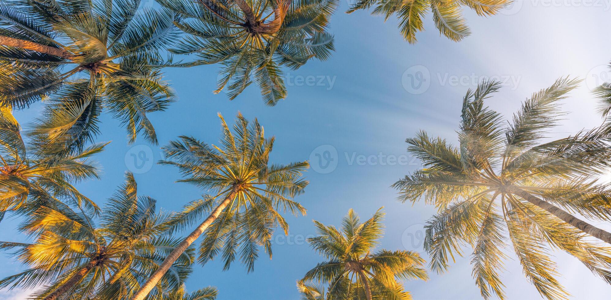 Summer vacation banner. Romantic vibes of tropical palm tree sunlight on sky background. Outdoor sunset exotic foliage closeup nature landscape. Coconut palm trees shining sun over bright sky panorama photo