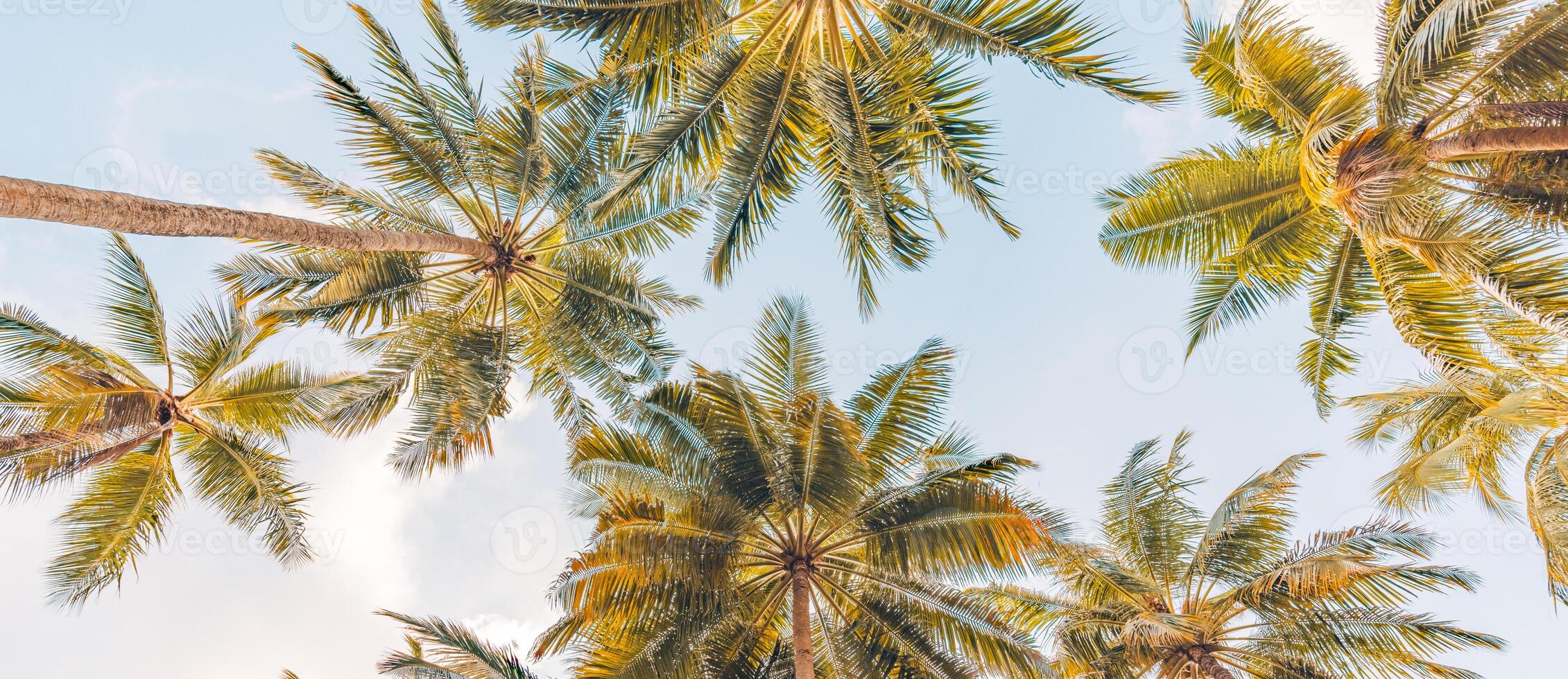 Romantic vibes of tropical palm tree with sun light on sky background. Outdoor sunset exotic foliage, closeup nature landscape. Coconut palm trees and shining sun over bright sky. Summer spring nature photo