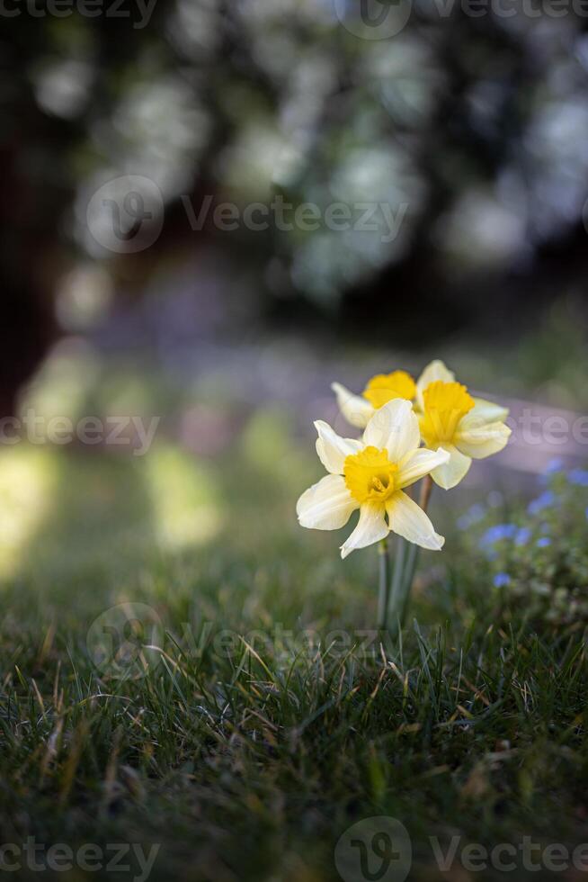 narciso flores y borroso primavera prado. magia vistoso artístico imagen sensibilidad de naturaleza, primavera floral fondo de pantalla. amarillo flores con suave luz de sol, sueño naturaleza, pacífico jardín foto