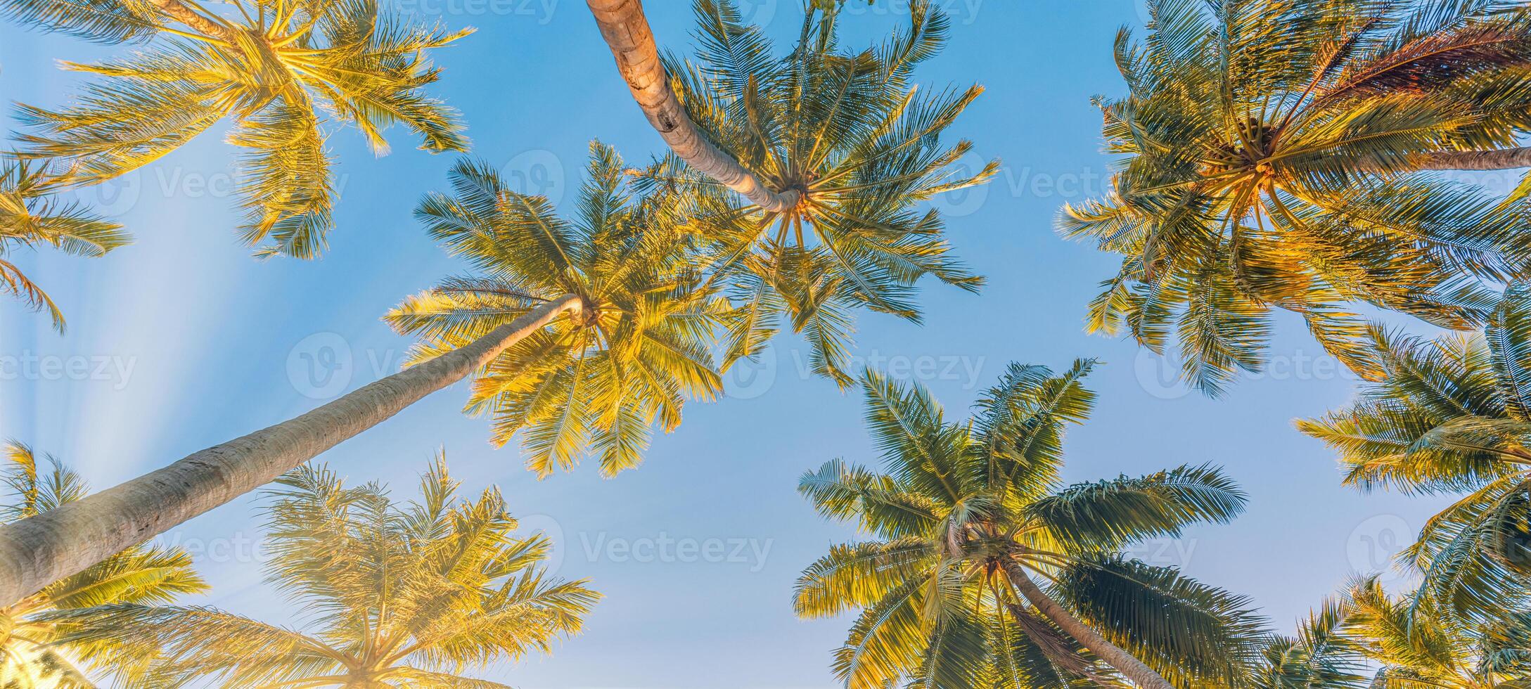 verano vacaciones bandera. romántico vibraciones de tropical palma árbol luz de sol en cielo antecedentes. al aire libre puesta de sol exótico follaje de cerca naturaleza paisaje. Coco palma arboles brillante Dom terminado brillante cielo panorama foto