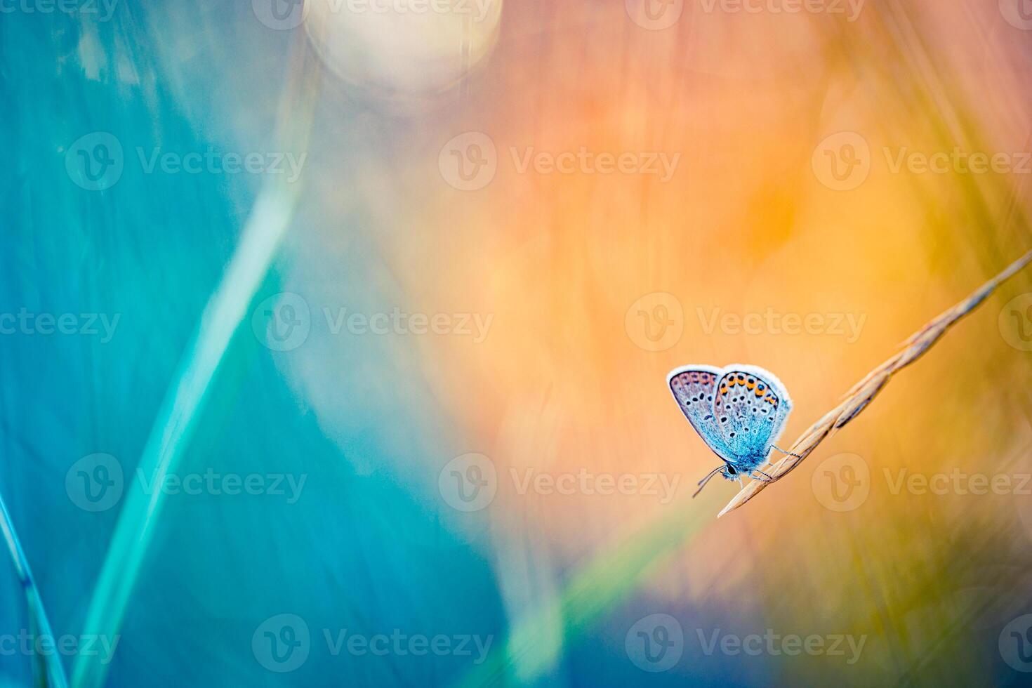 Sunset nature meadow field with butterfly as spring summer background concept. Amazing fantasy nature closeup. Inspirational nature peaceful beautiful wallpaper design. Dream bokeh sunset field photo