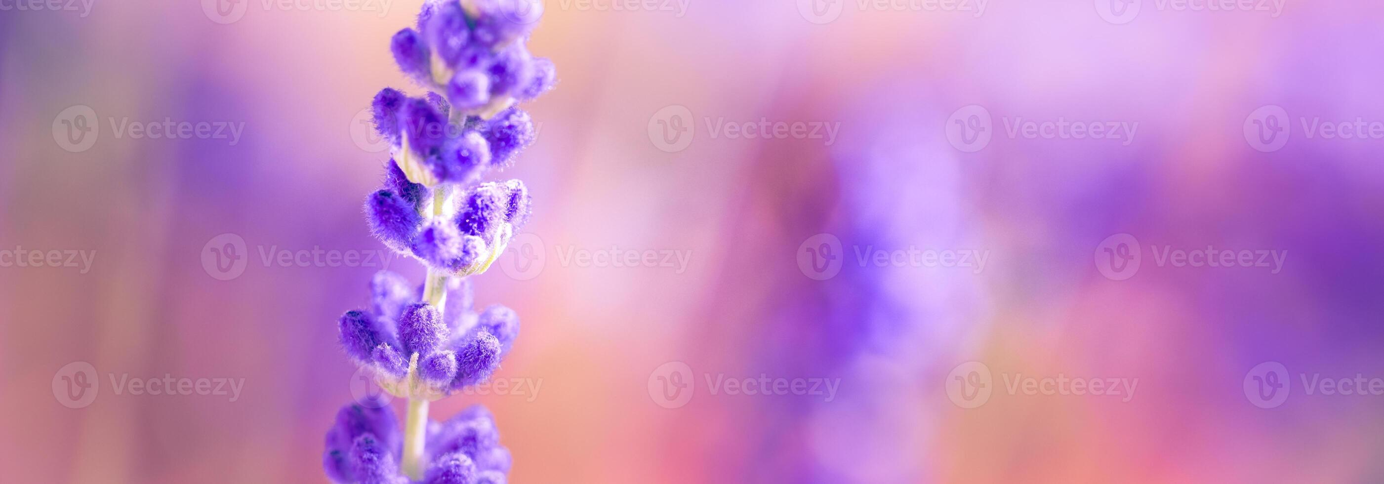 Wonderful closeup floral panorama. Amazing summer blurred landscape of blooming lavender flowers, peaceful sunset view, agriculture scenic. Beautiful nature dreamy background, inspire happy meditation photo