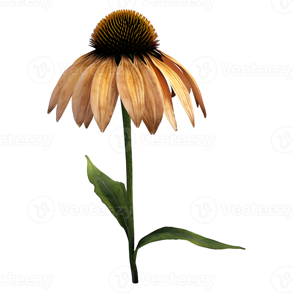 AI generated Coneflower on Transparent background - Ai Generated png