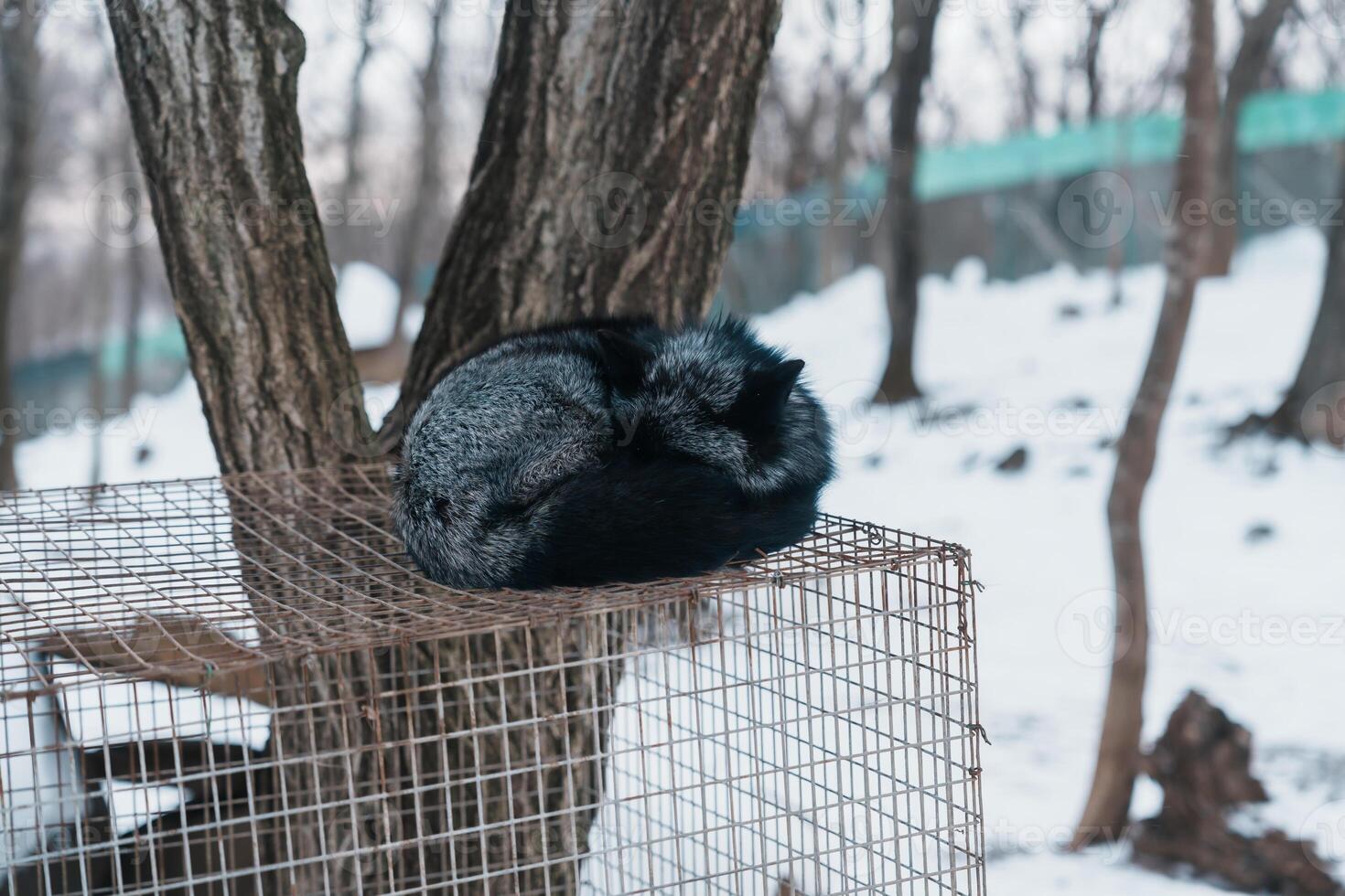 linda zorro en nieve en invierno temporada a zao zorro aldea, miyagi prefectura, Japón. punto de referencia y popular para turistas atracción cerca Sendai, tohoku región, Japón. viaje y vacaciones concepto foto