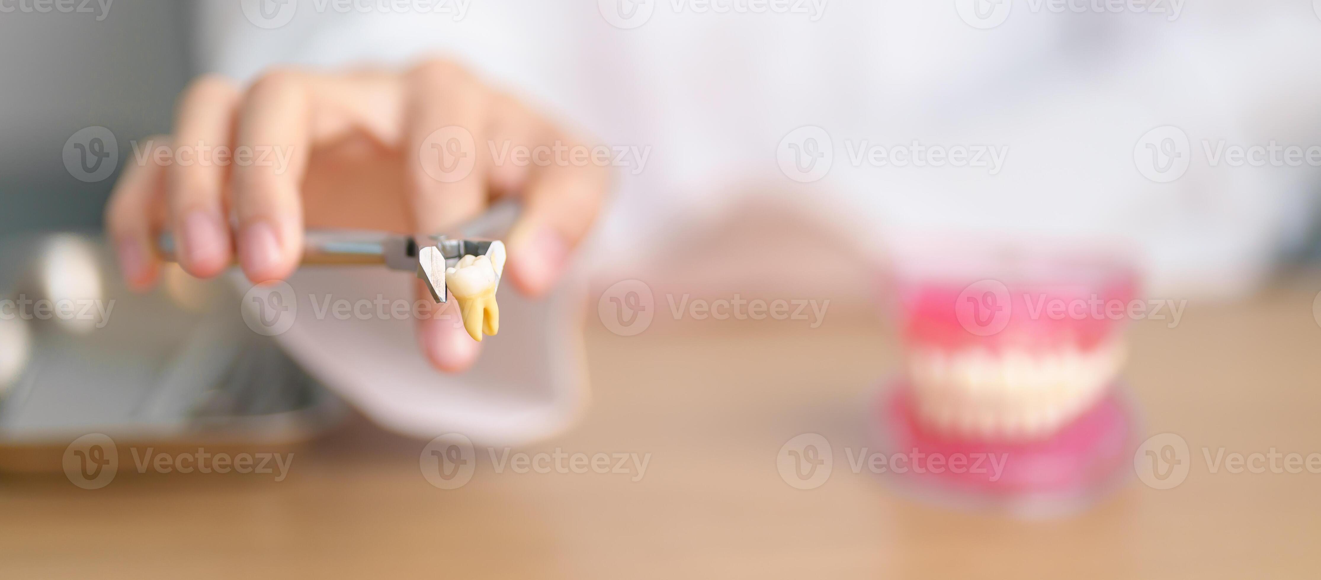 Dentist with tooth Anatomy model. Oral Teeth and disease, Scrape off