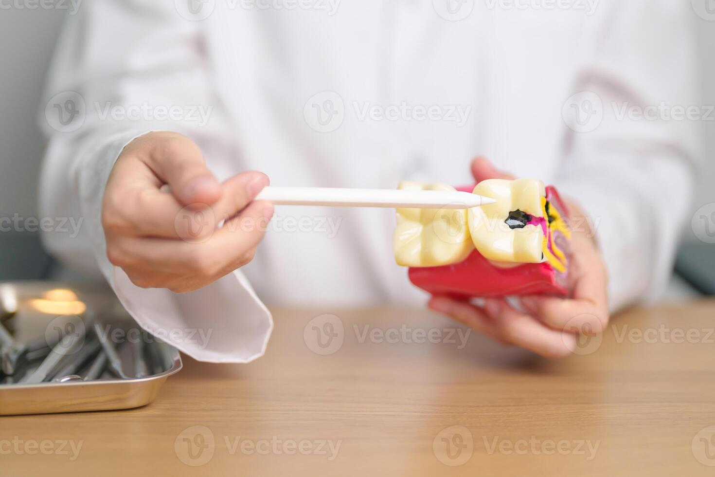 Dentist with tooth Anatomy model. Oral Teeth decay and disease, Scrape off tartar. March Oral health, Dentist Day, False Teeth. Toothache and Children Dental Health Month and Orthodontic Health Day photo