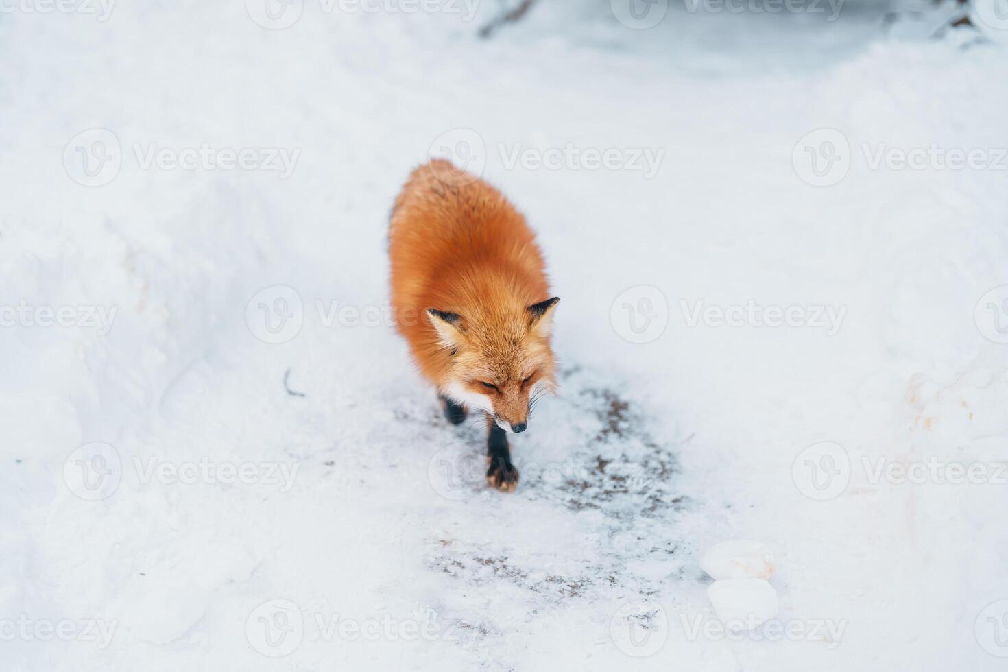 Cute fox on snow in winter season at Zao fox village, Miyagi prefecture, Japan. landmark and popular for tourists attraction near Sendai, Tohoku region, Japan. Travel and Vacation concept photo