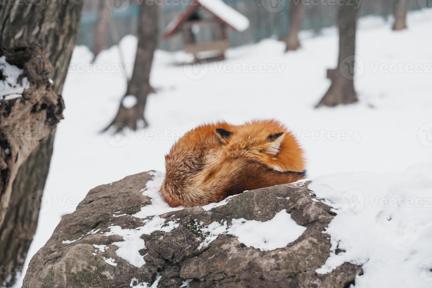 Cute fox on snow in winter season at Zao fox village, Miyagi prefecture, Japan. landmark and popular for tourists attraction near Sendai, Tohoku region, Japan. Travel and Vacation concept photo