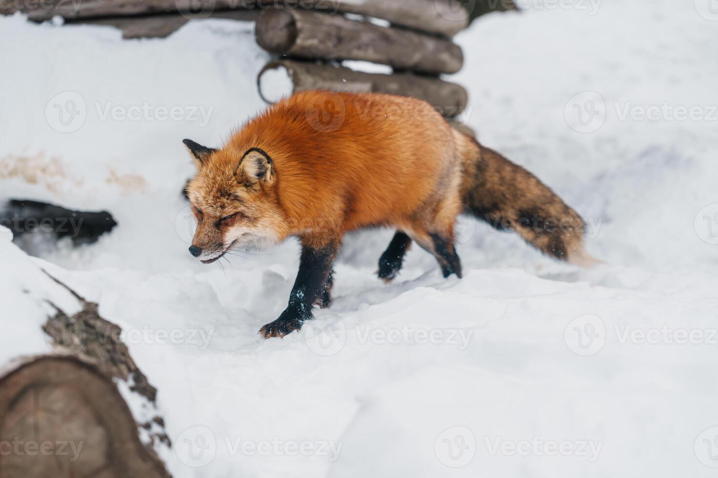 Cute fox on snow in winter season at Zao fox village, Miyagi prefecture, Japan. landmark and popular for tourists attraction near Sendai, Tohoku region, Japan. Travel and Vacation concept photo