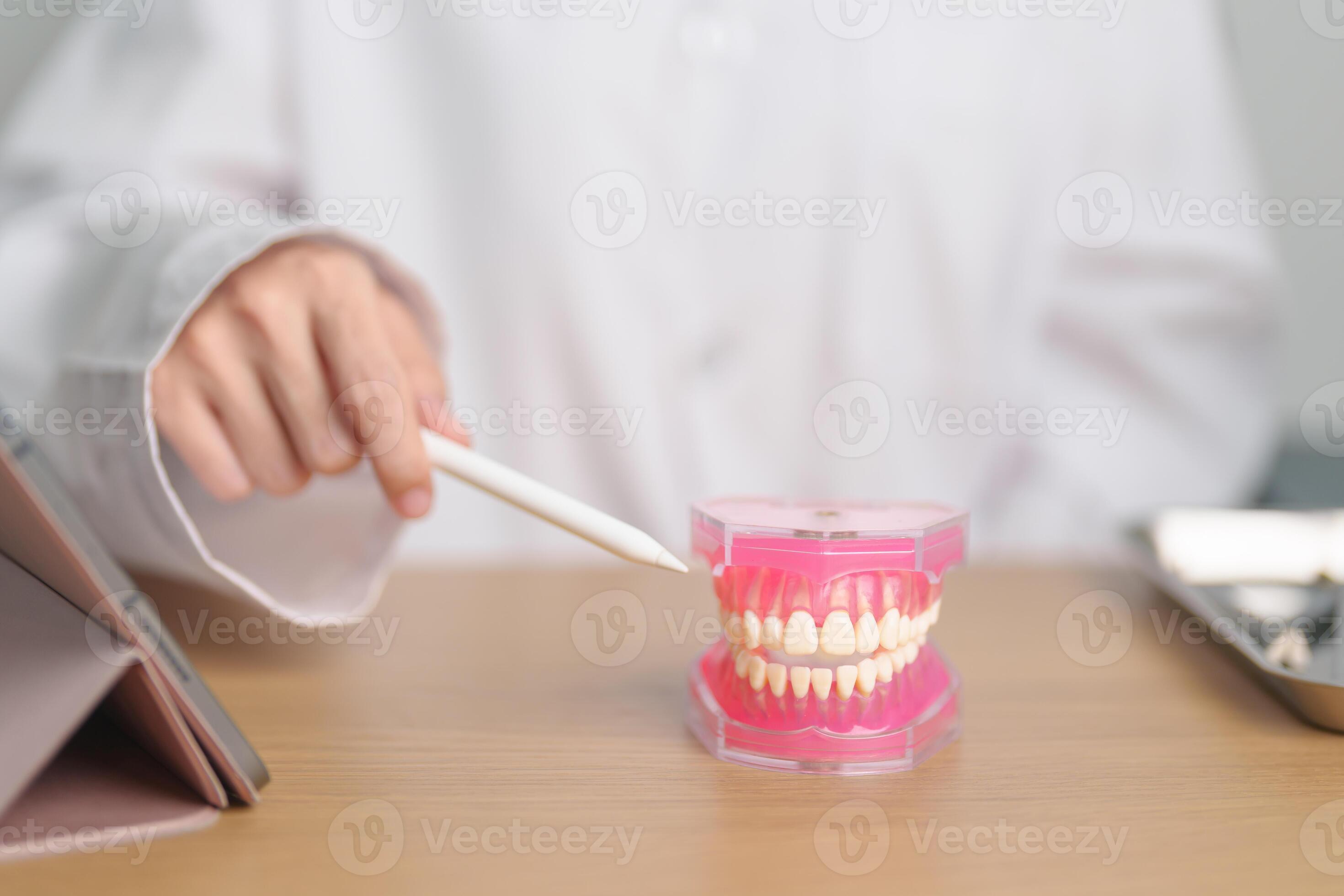 Dentist with tooth Anatomy model. Oral Teeth and disease, Scrape off