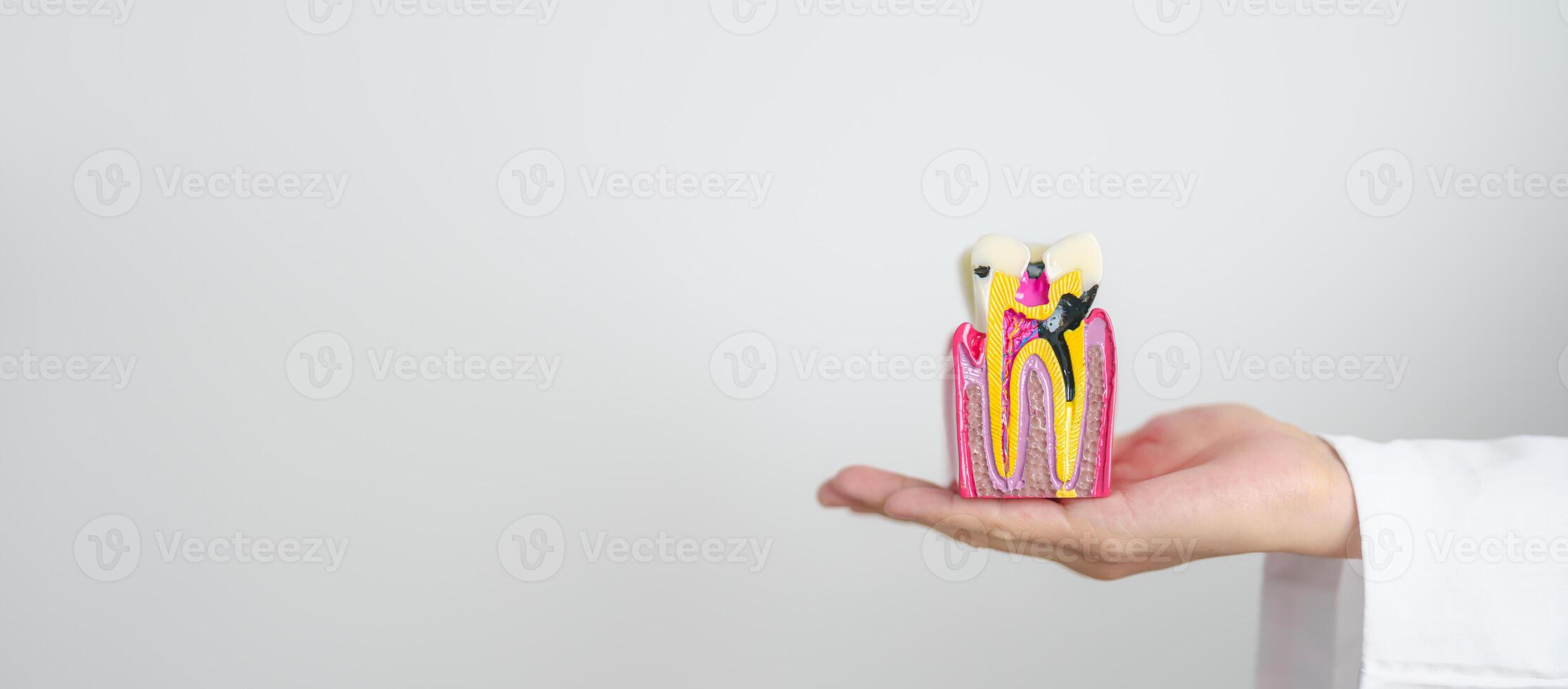 dentista con diente anatomía modelo. oral dientes decaer y enfermedad, raspar apagado sarro. marzo oral salud, dentista día, falso dientes. dolor de muelas y niños dental salud mes y ortodoncia salud día foto