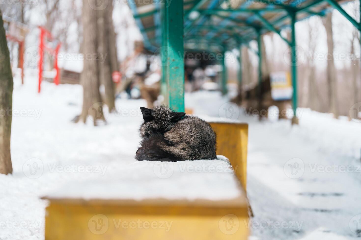 Cute fox on snow in winter season at Zao fox village, Miyagi prefecture, Japan. landmark and popular for tourists attraction near Sendai, Tohoku region, Japan. Travel and Vacation concept photo