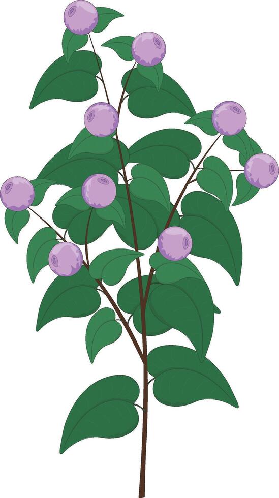 Branch with light violet berries vector illustration