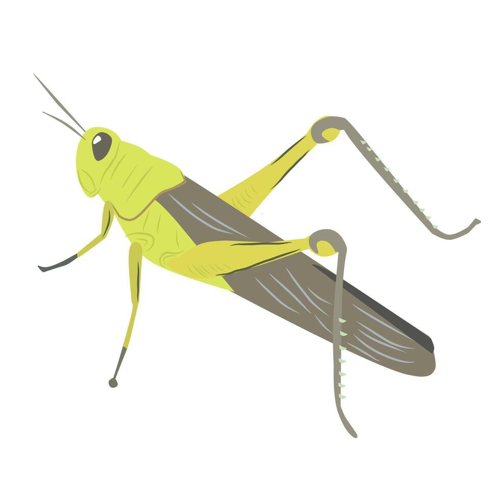 Grasshopper design with backgroun and isolated in white vector