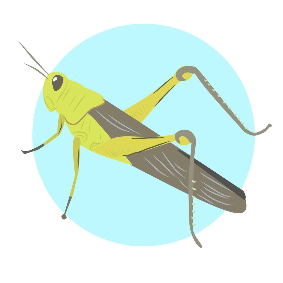 Grasshopper design with backgroun and isolated in white vector