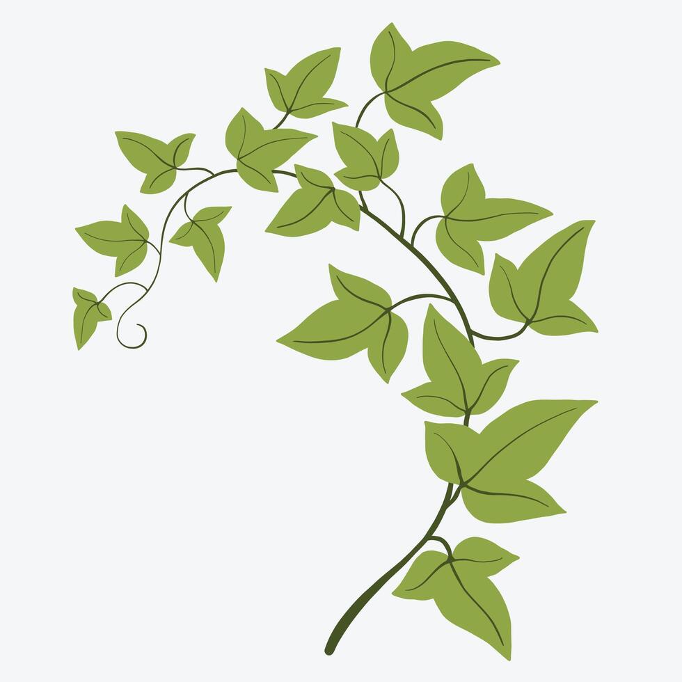 Floral ivy drawing decorative ornament flat design. vector