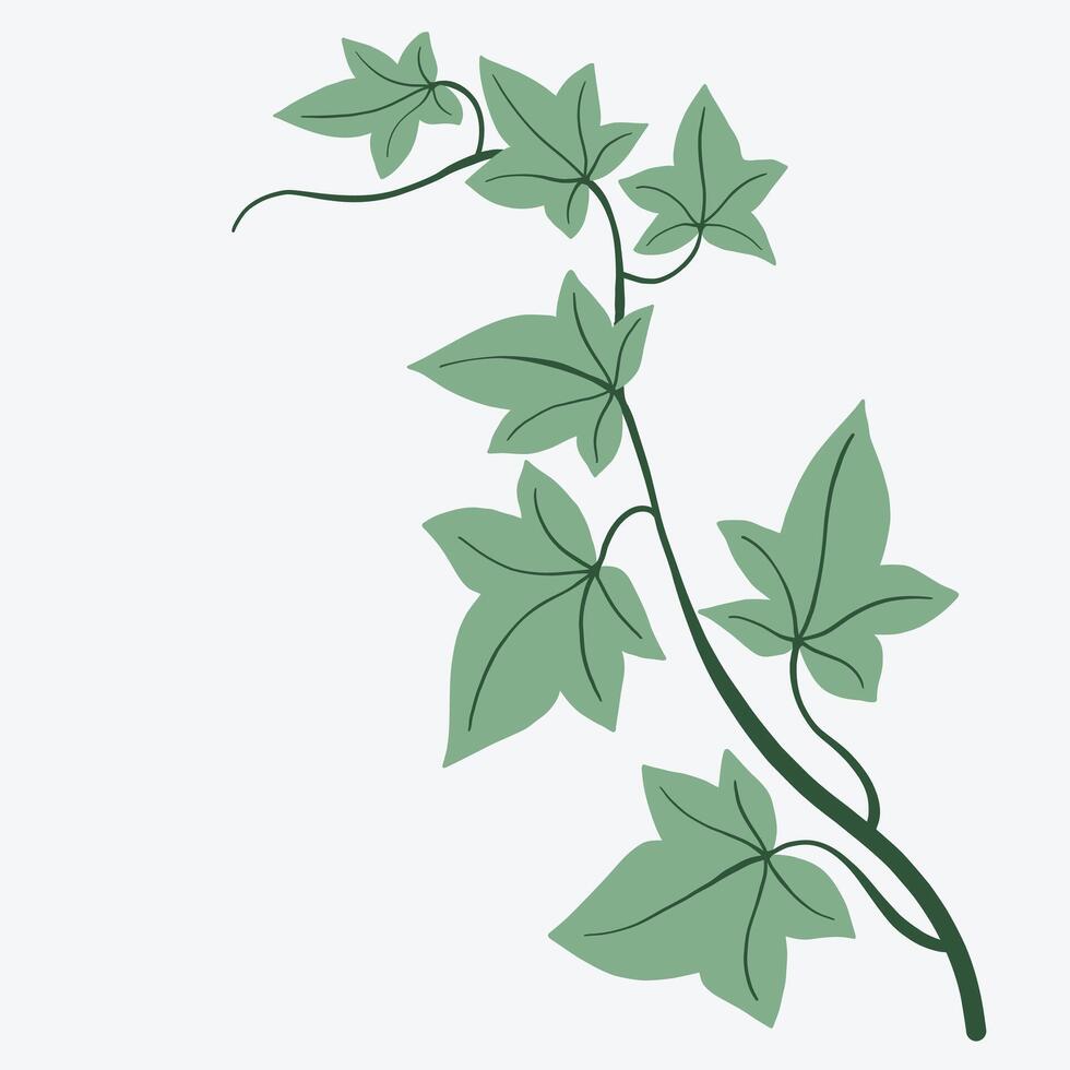 Floral ivy drawing decorative ornament flat design. vector