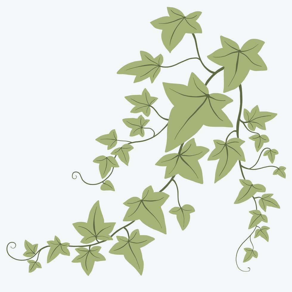 Floral ivy drawing decorative ornament flat design. vector