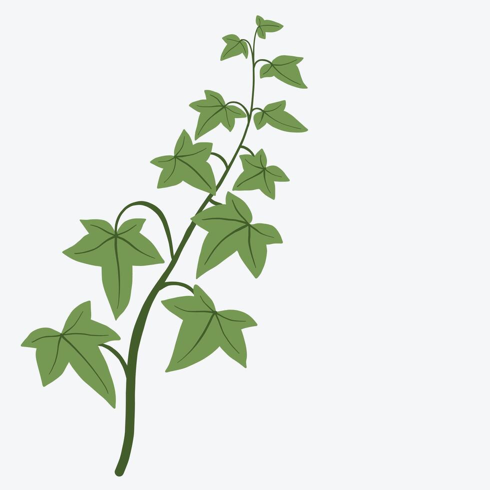 Floral ivy drawing decorative ornament flat design. vector