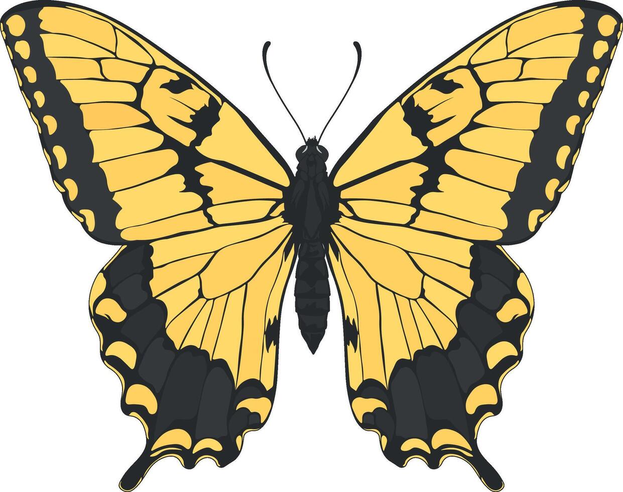 vector drawing of a butterfly without background