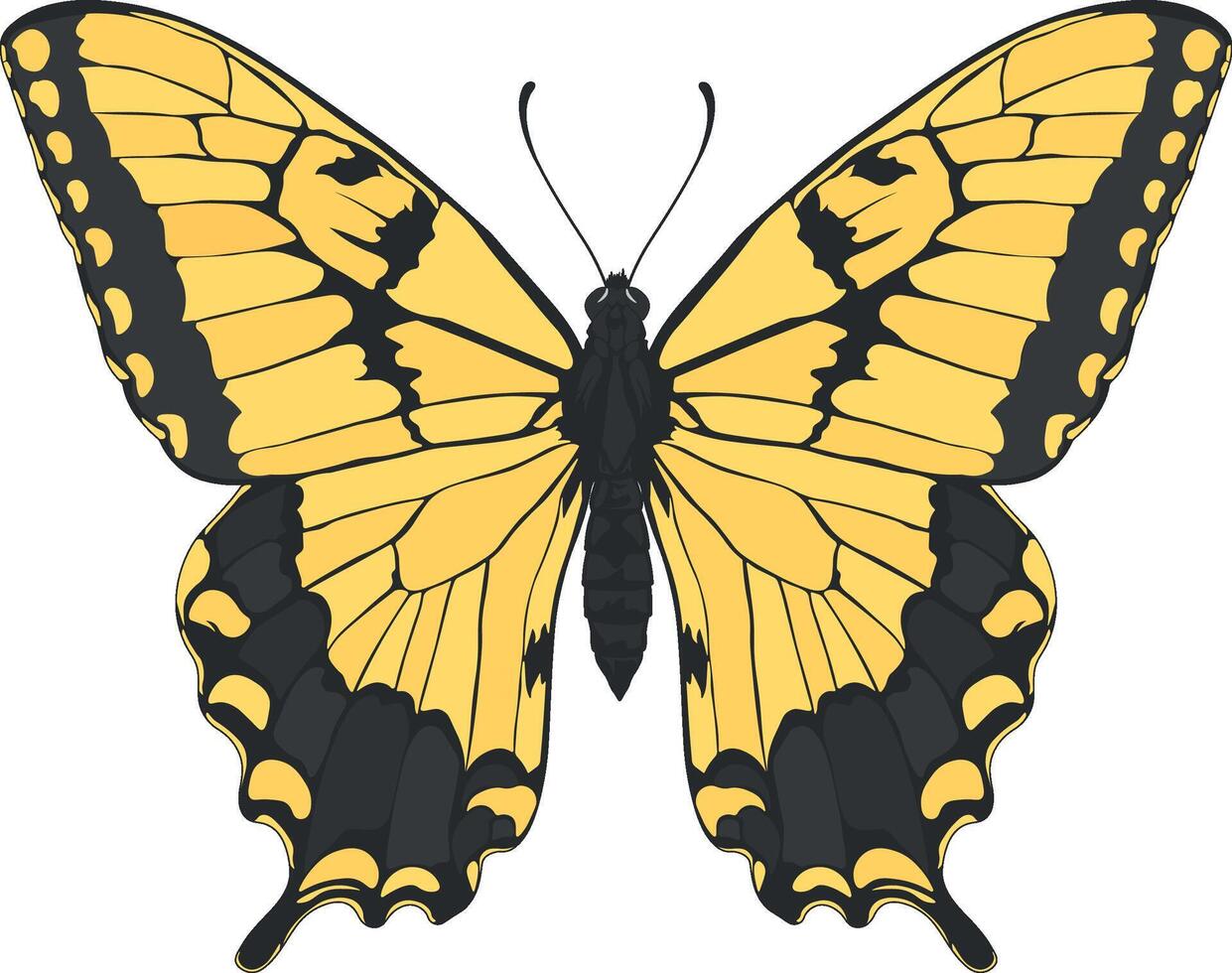 vector dibujo de un mariposa sin antecedentes