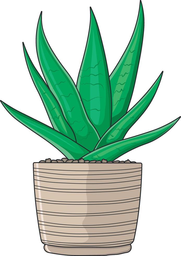 aloe vera plant in a pot vector