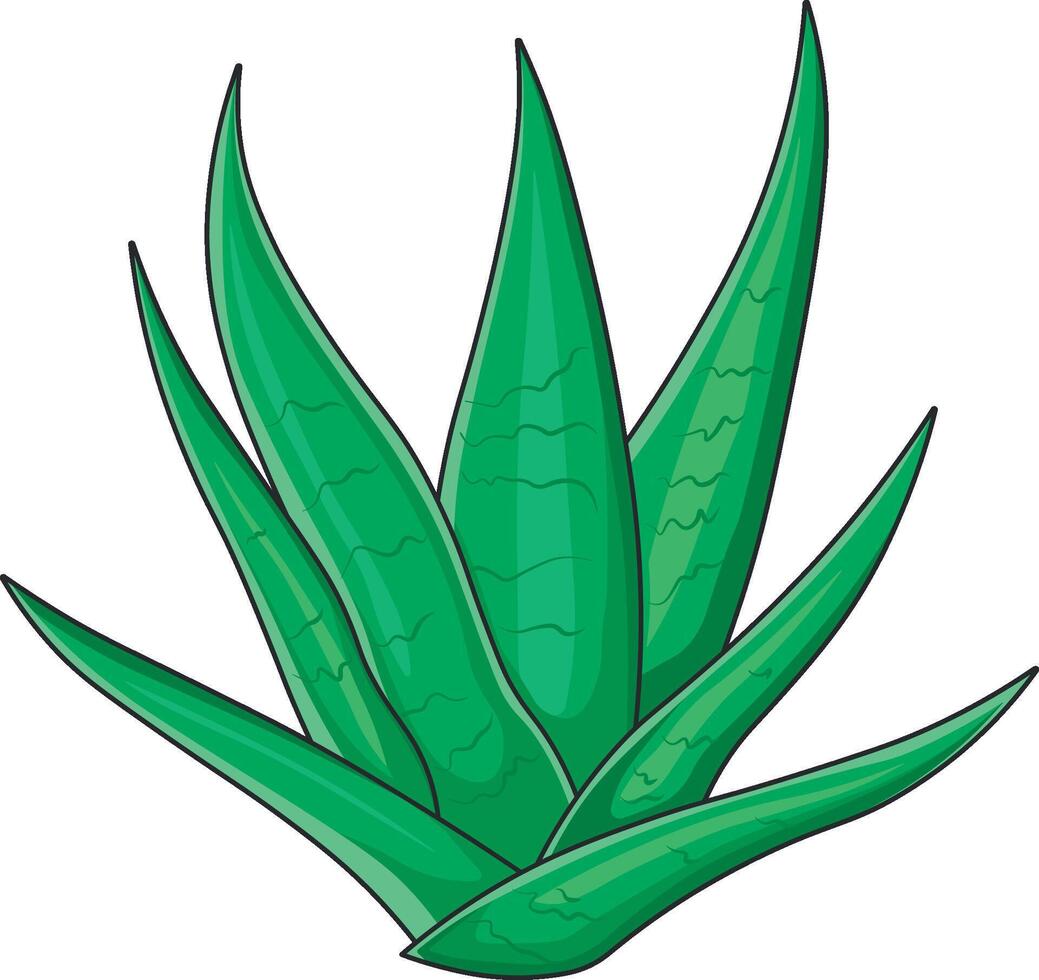 vector aloe vera plant isolated