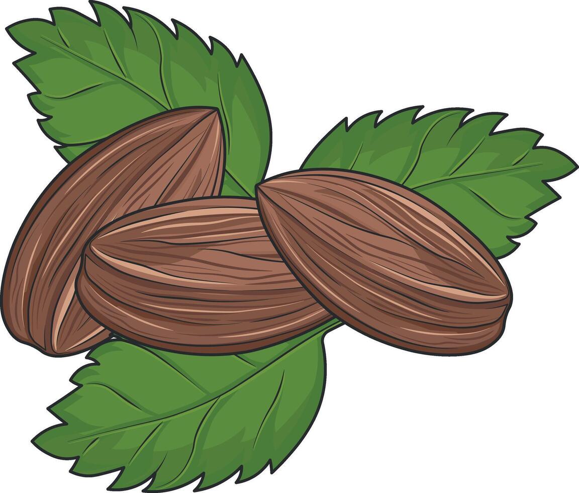 nut almond vector no background