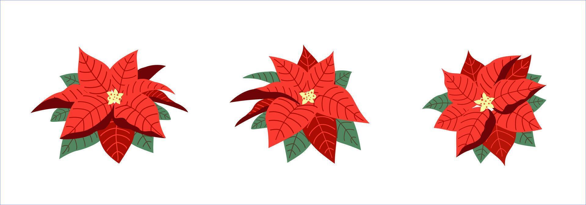 Set of beautiful poinsettia flat vector illustration isolated on white background. Merry Christmas and Happy New Year. Christmas flower decoration.