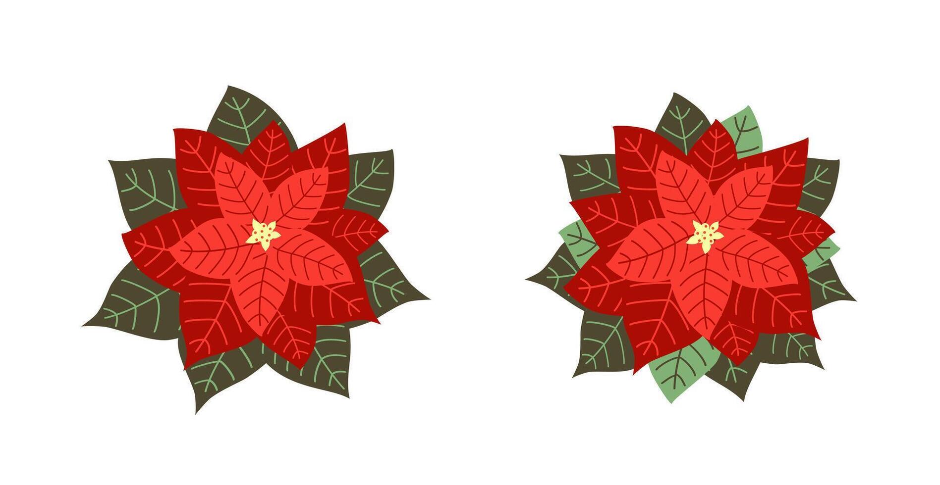 Set of beautiful poinsettia flat vector illustration isolated on white background. Merry Christmas and Happy New Year. Christmas flower decoration.