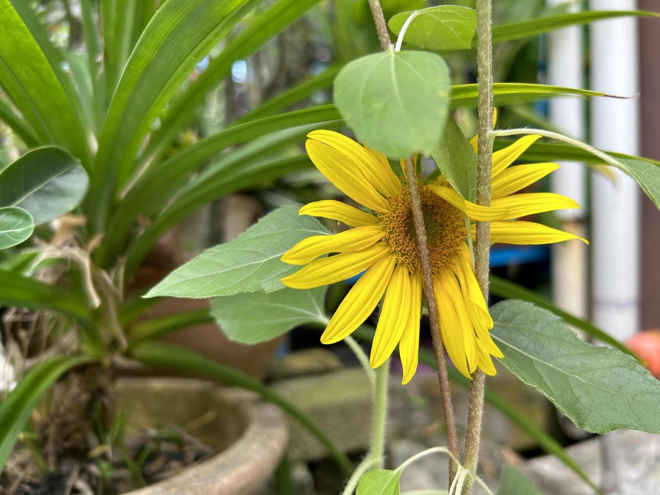 Garden Sunflower Close Up View photo