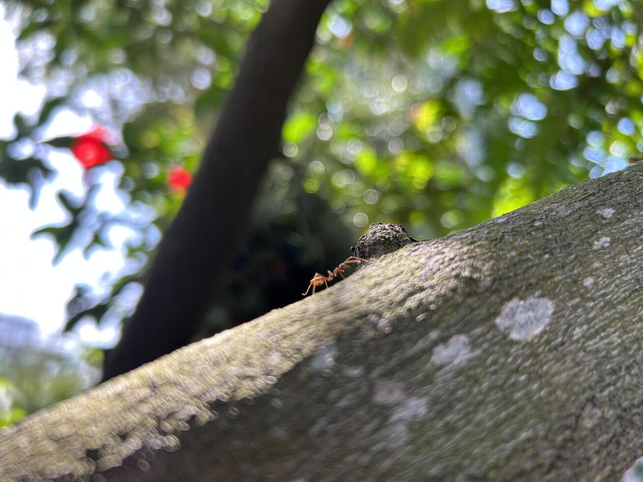 Close-Up View of an Ant Traversing a Tree Branch in a Sunlit Forest photo