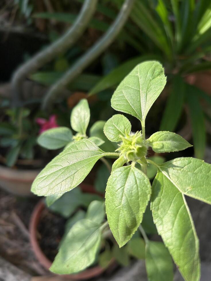 Garden Flowering Close Up View photo