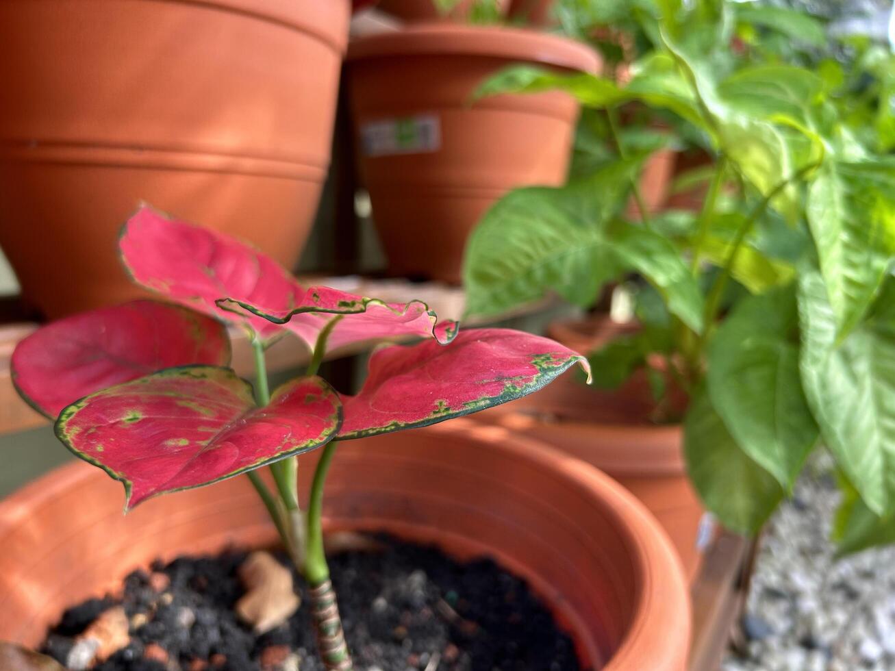 Vibrant Pink and Green Leaves Flourishing in a Lush Garden photo