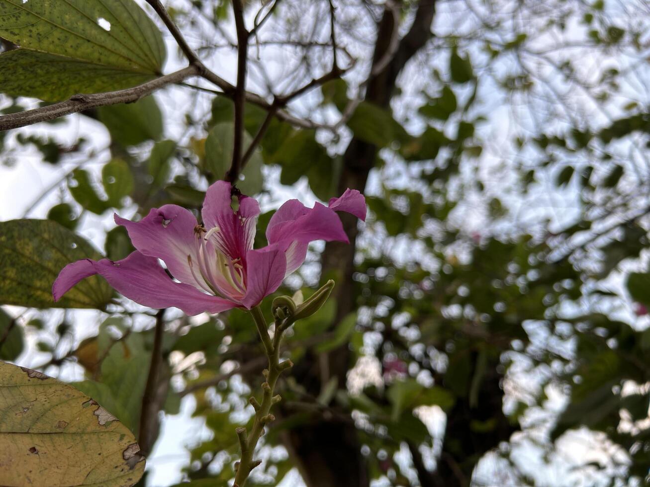 Pink Flower Close Up Shot on the Tree photo