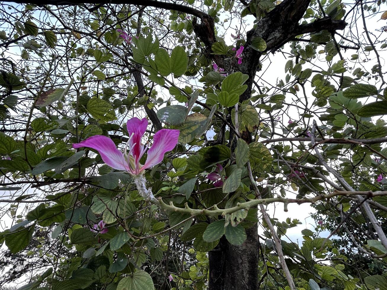 Pink Flower Close Up Shot on the Tree photo