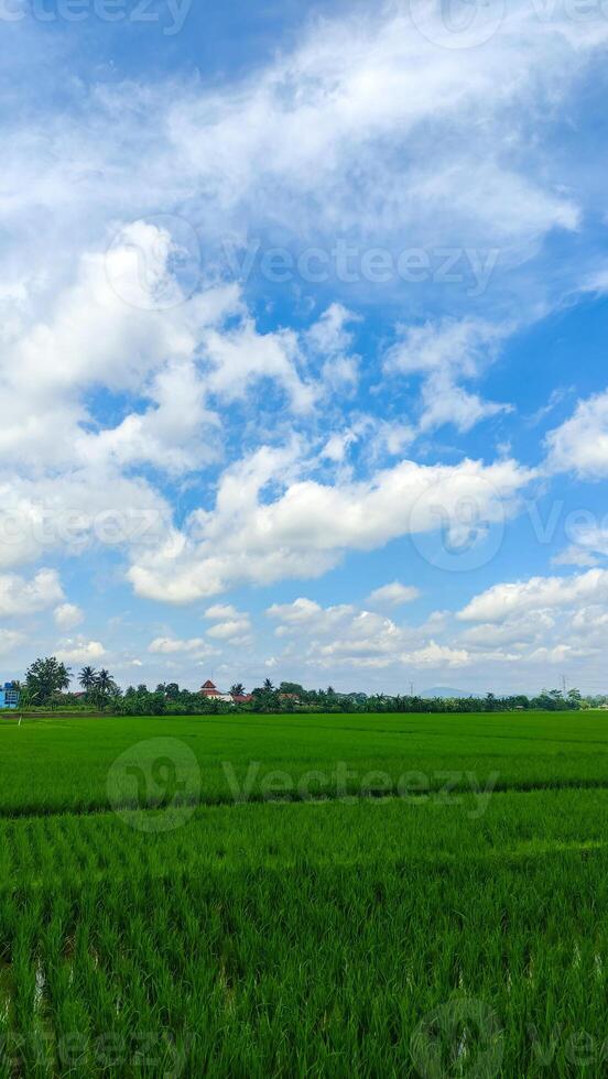 beautiful landscape of rice field or paddy field with cloudscape and blue sky photo