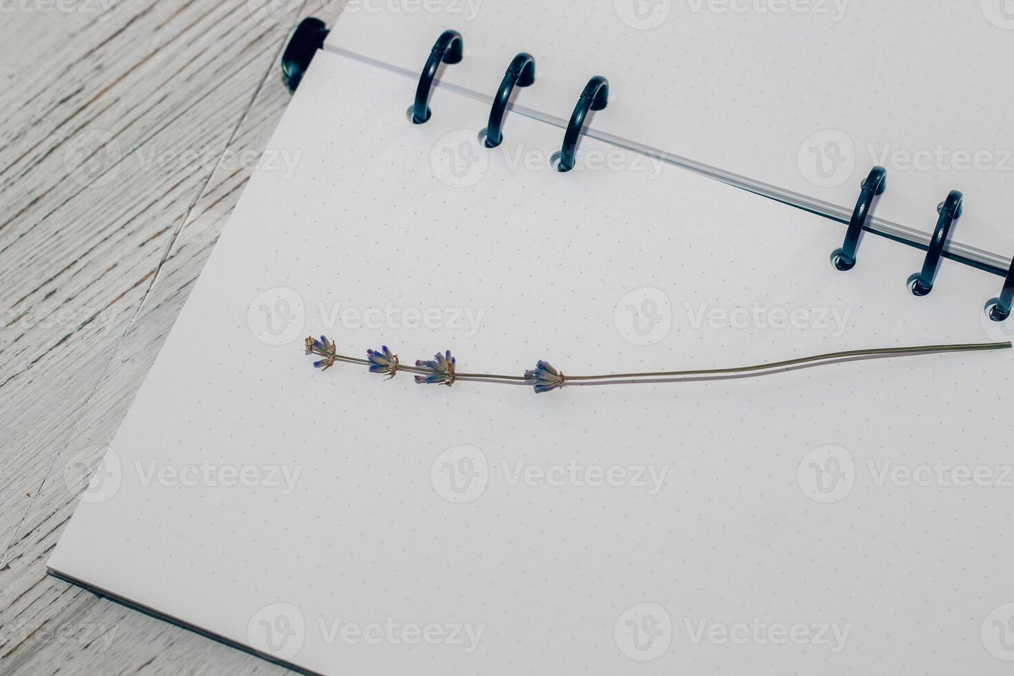 Notebook with rings, checkered sheets, transparent cover, study concept. photo