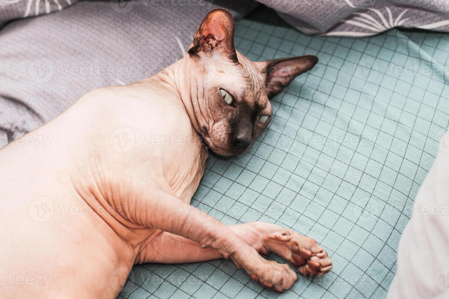 A bald cat of the Canadian Sphynx breed with obesity photo