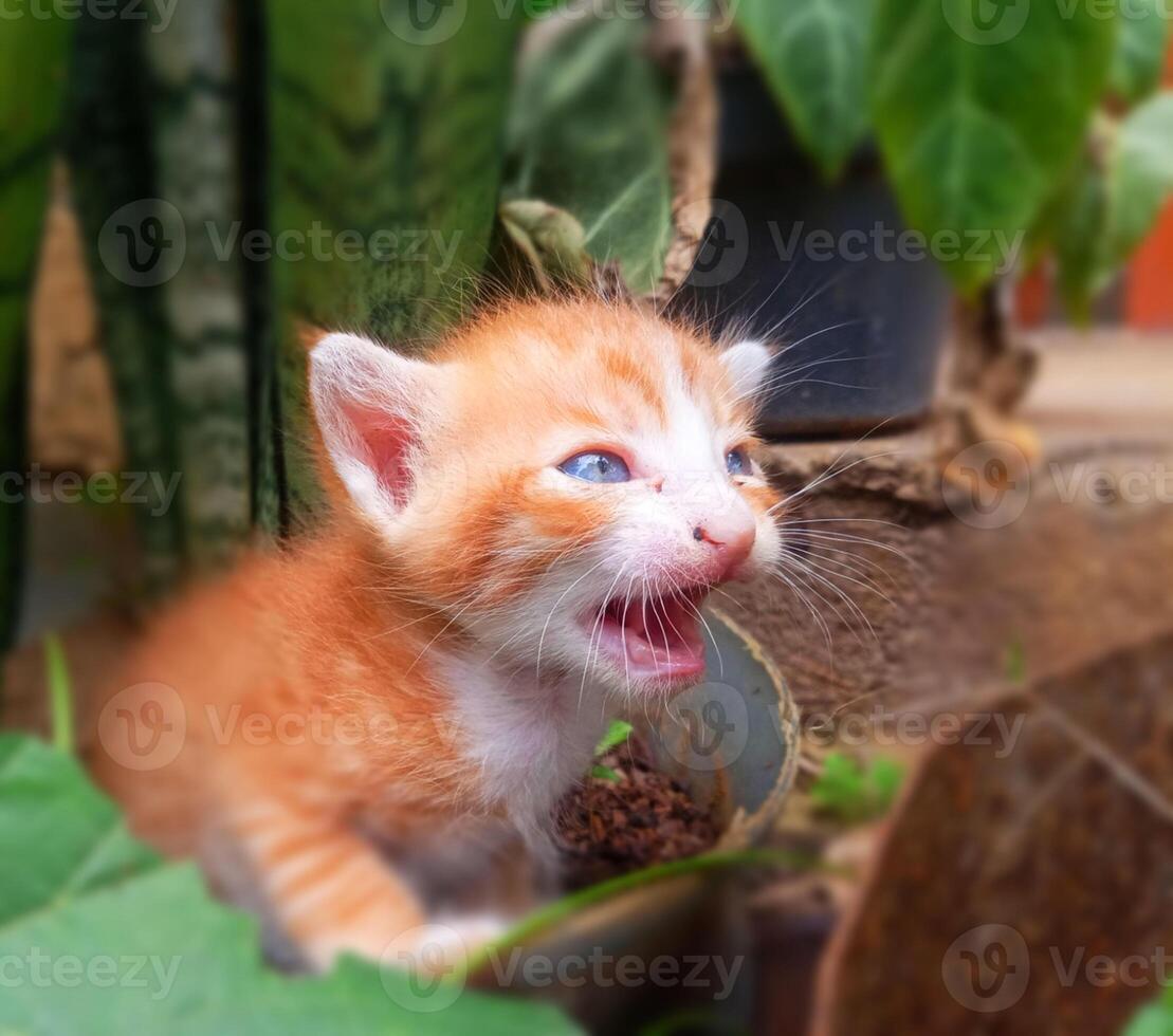 Hearth Breaking Images of Kittens Crying for Their Lost Mother photo
