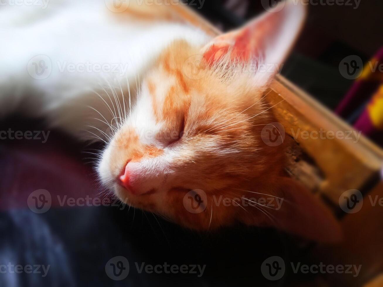 Adorable Young Cat Fast asleep photo