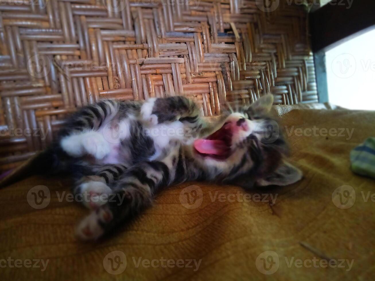 Photo of a Kitten Yawning