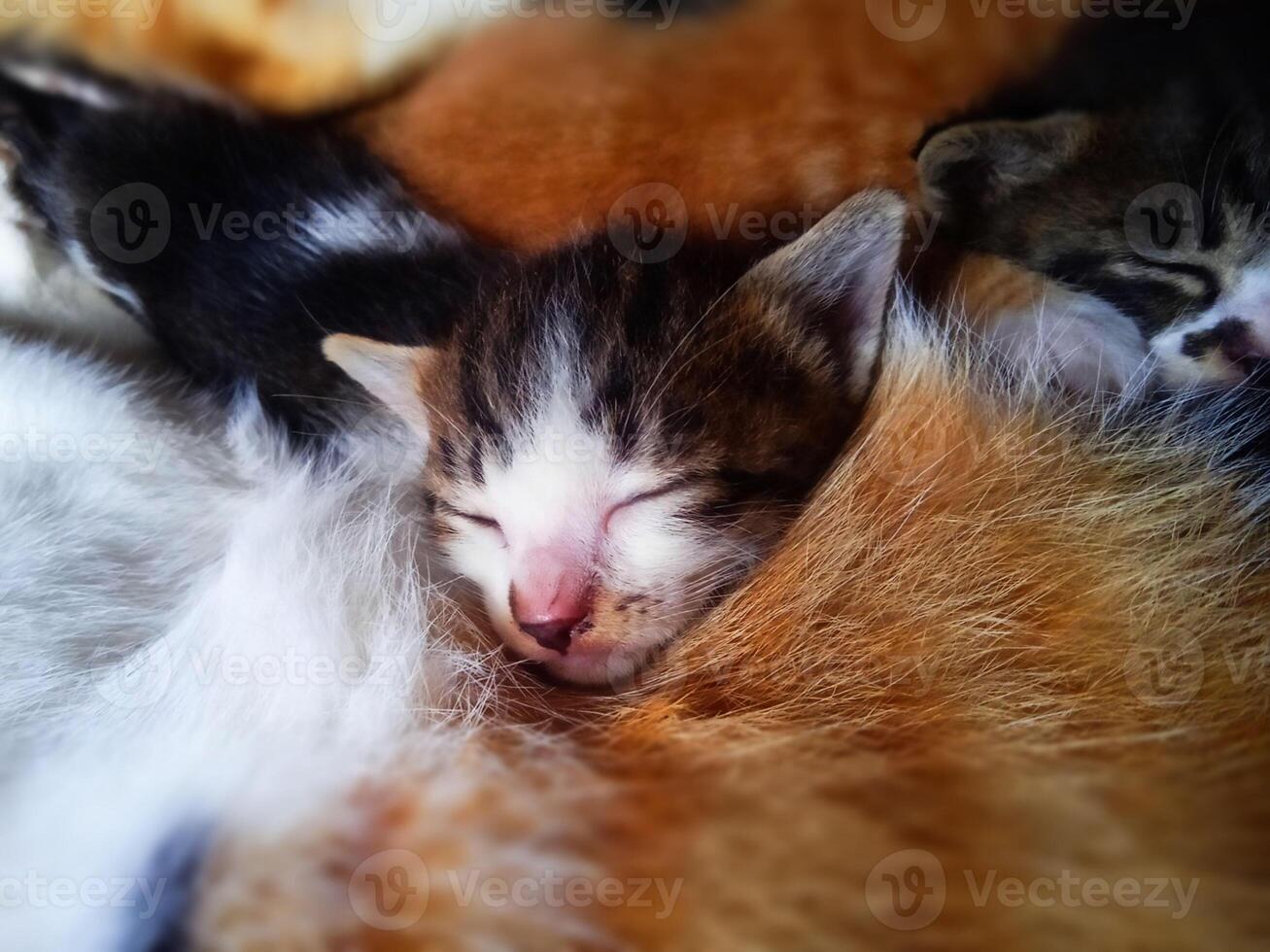Cute Black Kitten Sound Asleep photo