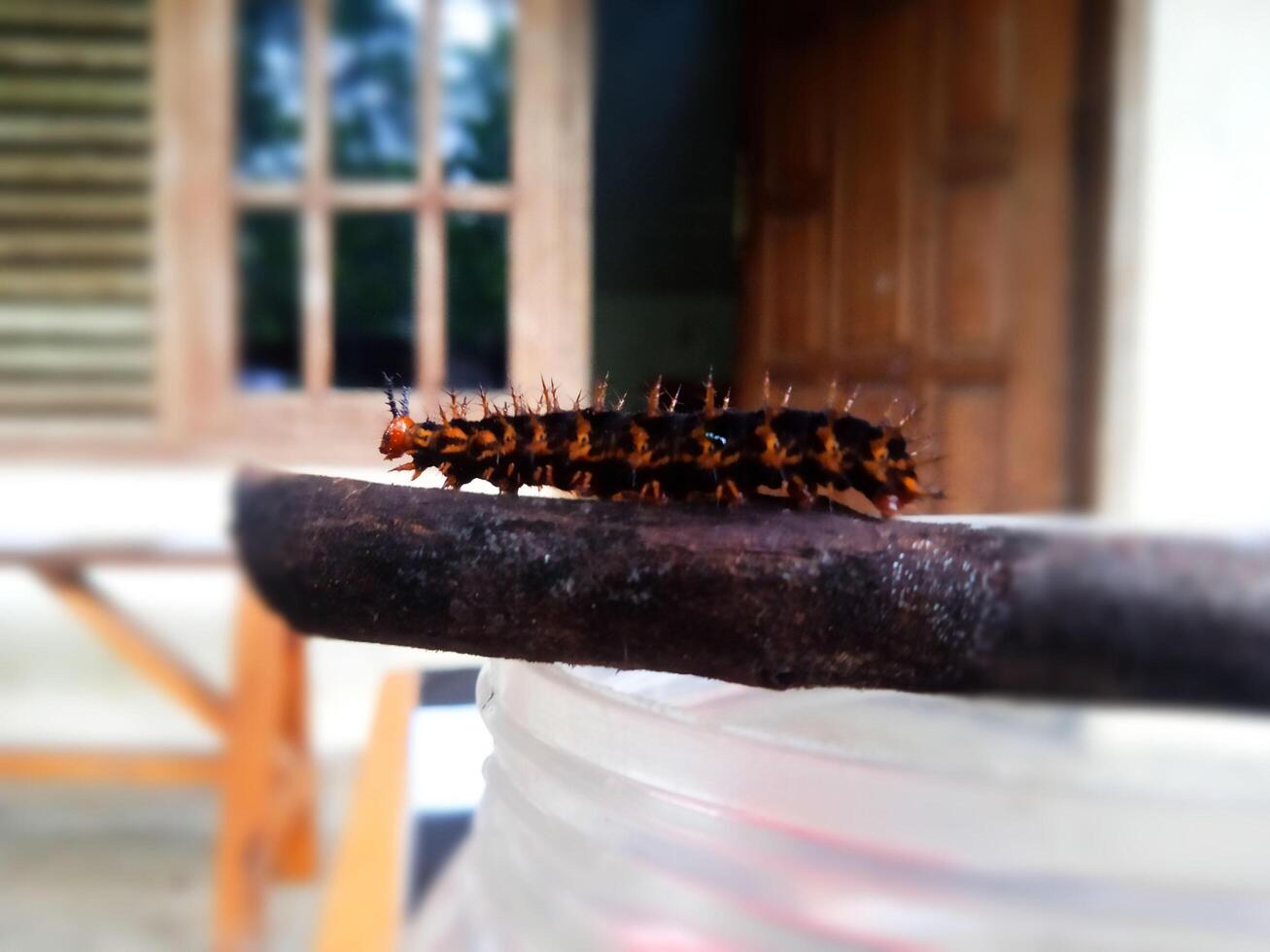 Side View of a Caterpillar Walking on a Branch photo