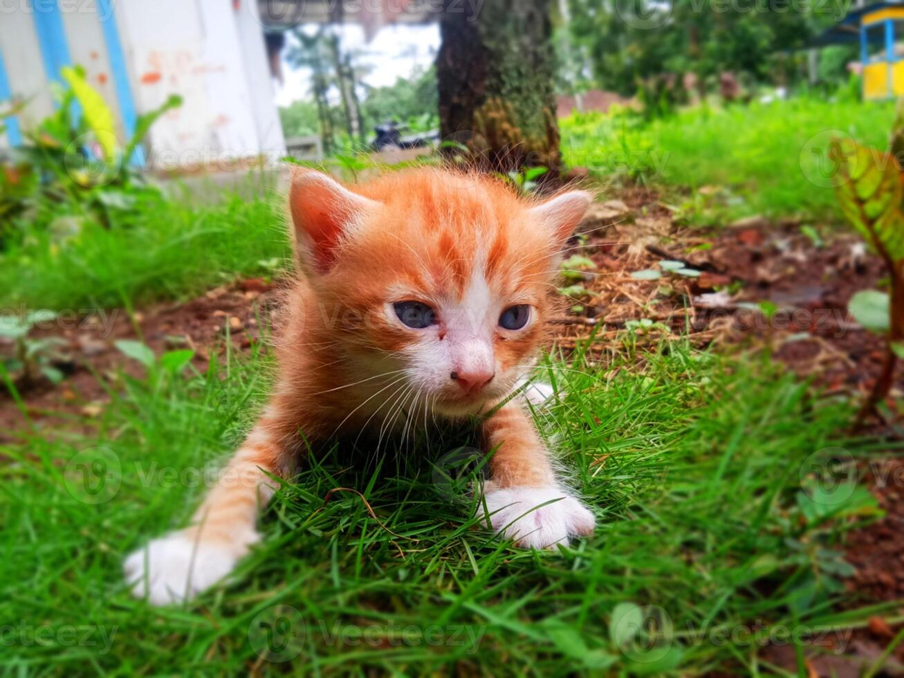 Heartrending Images of Adandoned Kittens photo