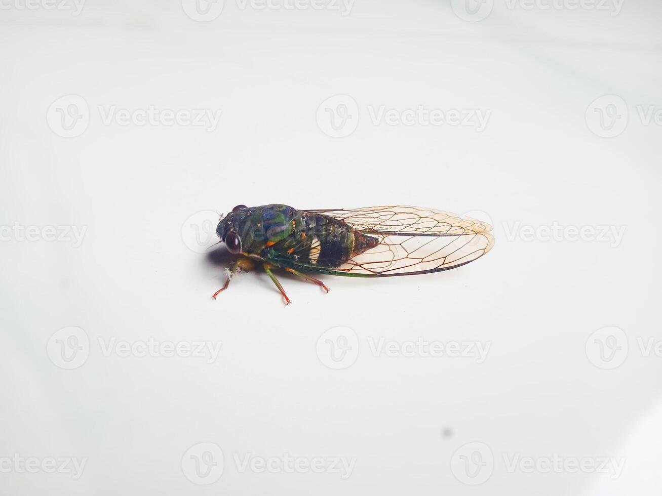 Slide View of a Cicada on the Floor photo